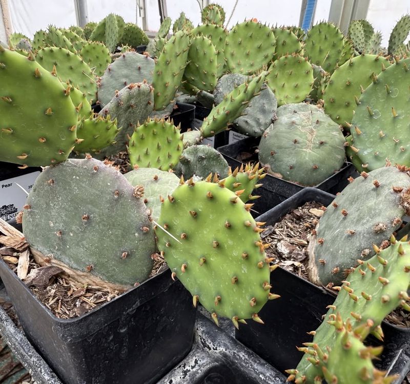 Cactus