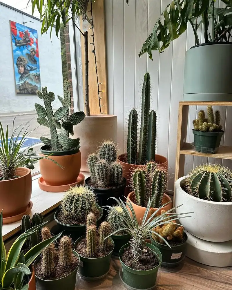Cactus