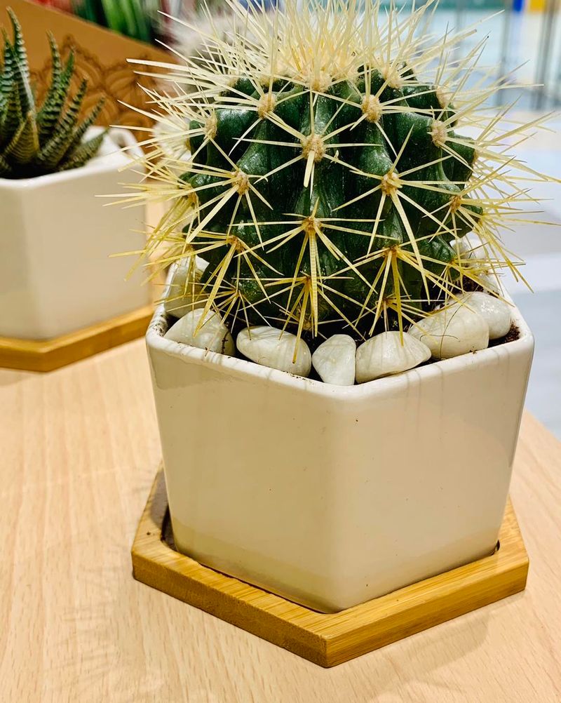 Cactus
