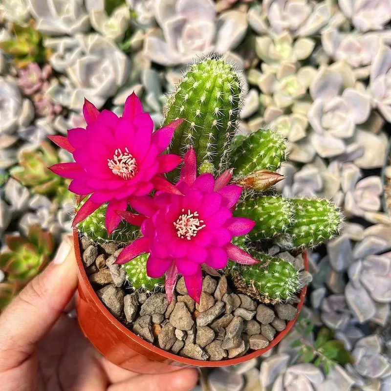 Cactus