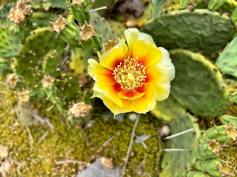 Cactus