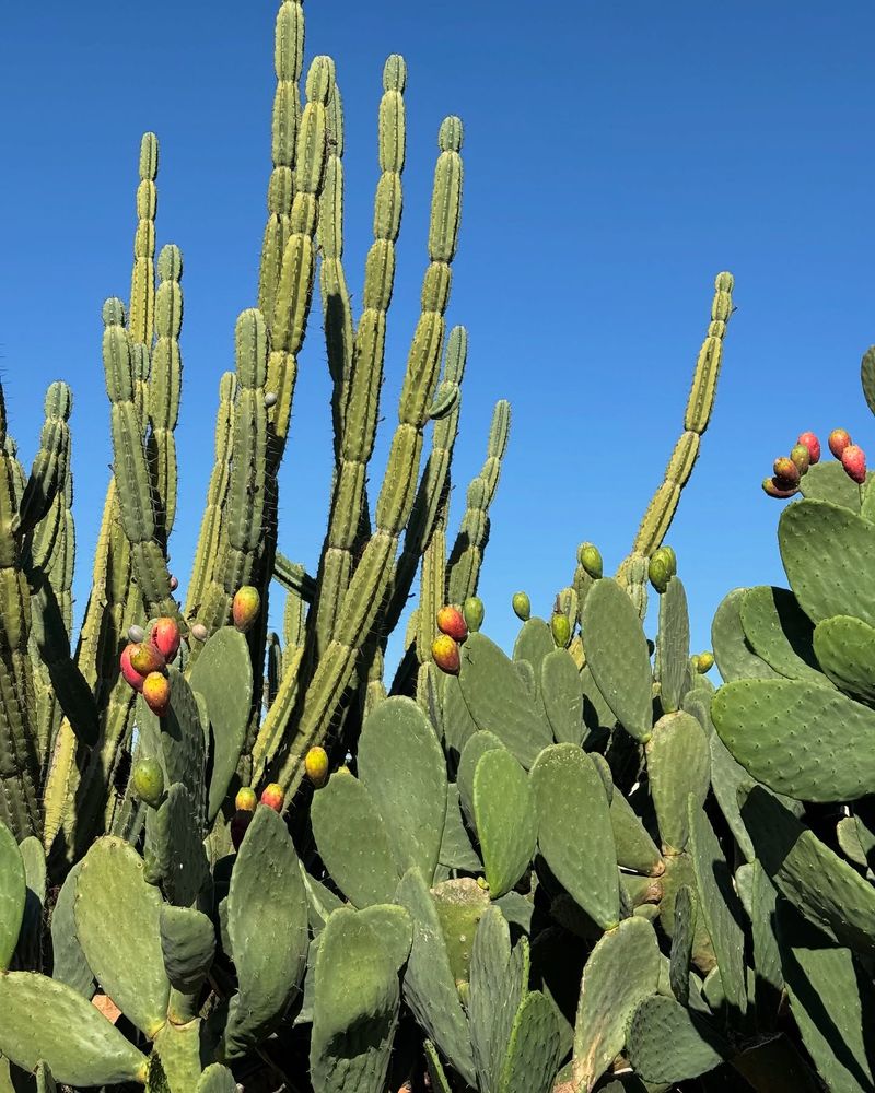 Cactus