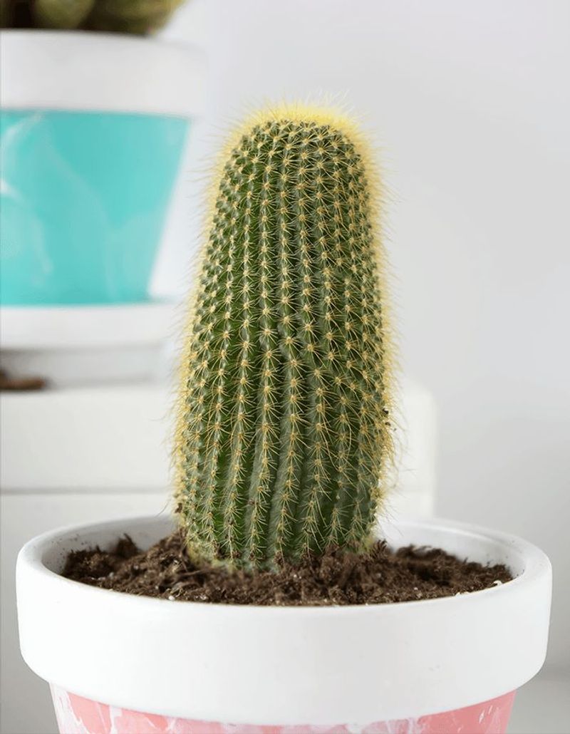 Cactus
