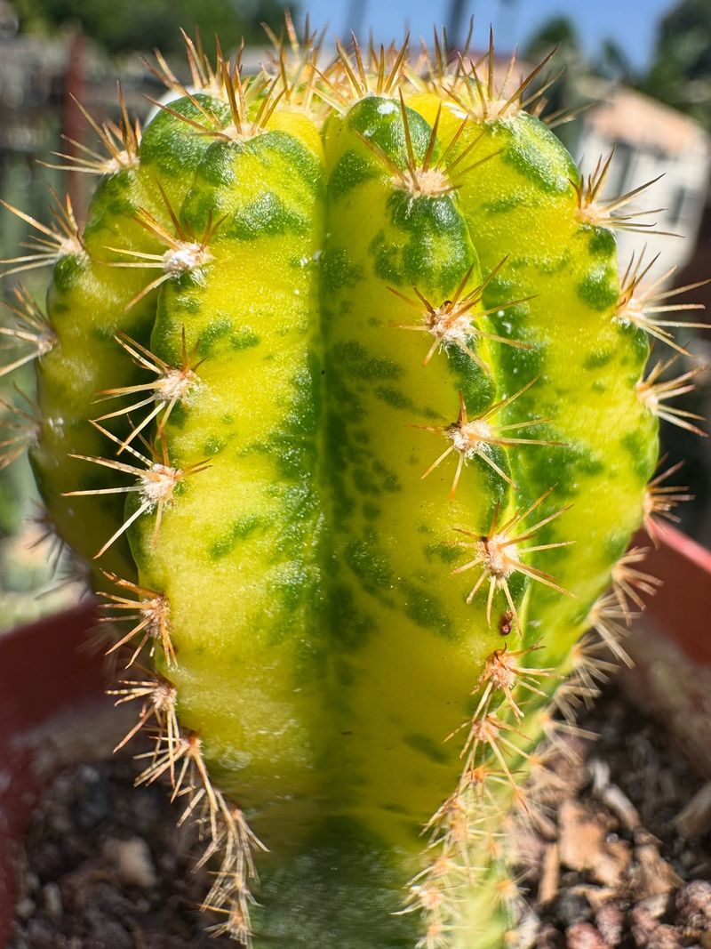 Cactus