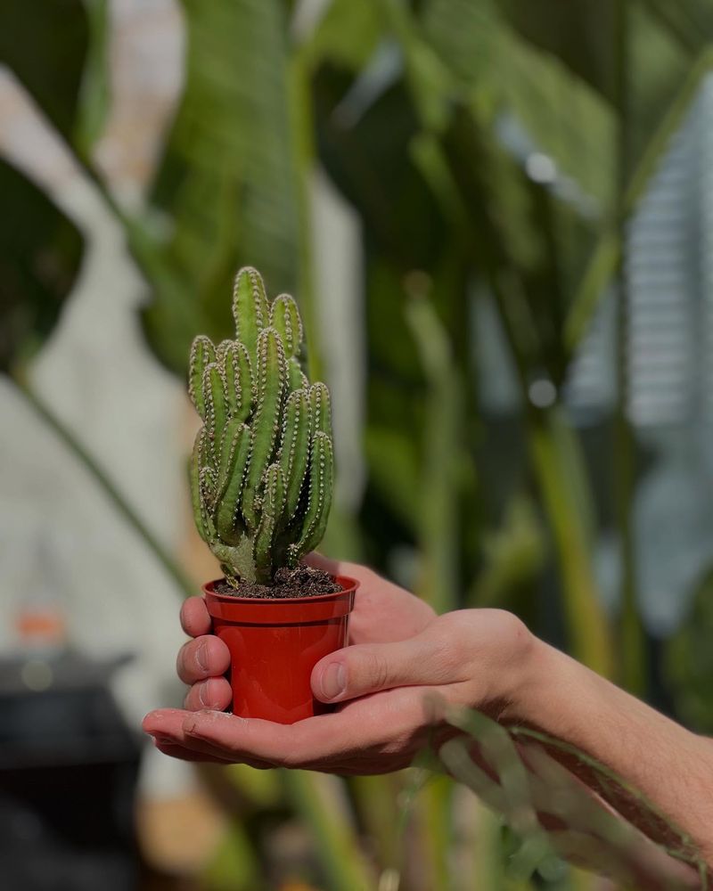 Cactus