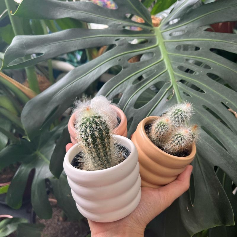 Cactus