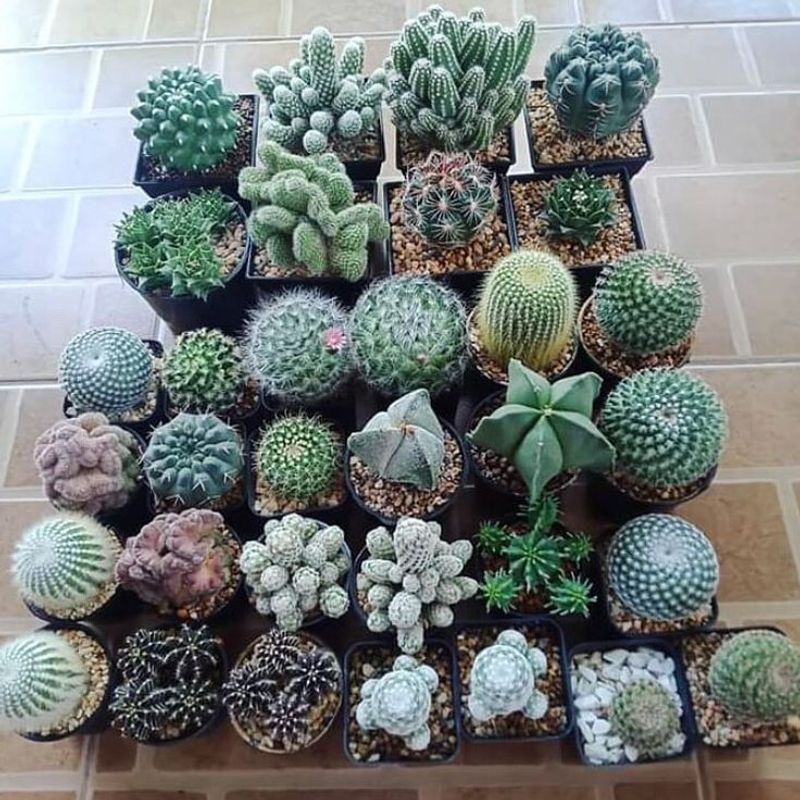 Cactus Collection