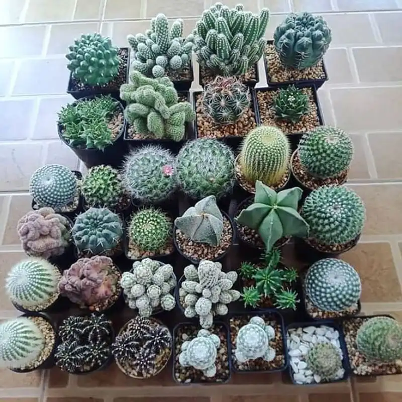 Cactus Collection