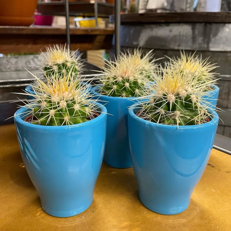 Cactus Collection