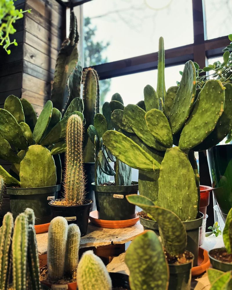 Cactus Corner