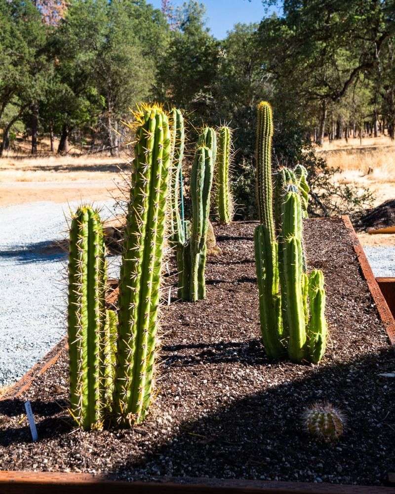Cactus Corners