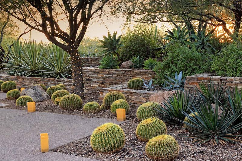 Cactus Gardens