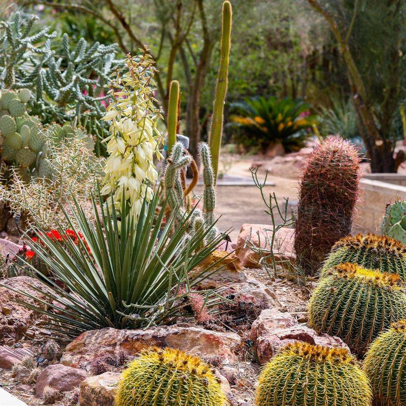 Cactus Rock Garden