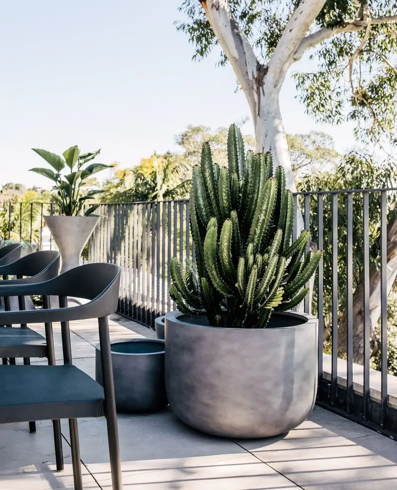 Cactus Rock Garden