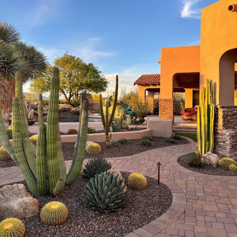 Cactus and Sandscape
