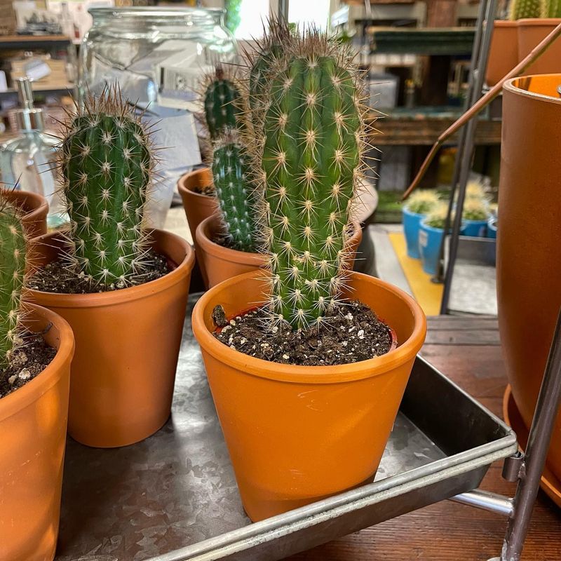 Cactus for Focused Resilience