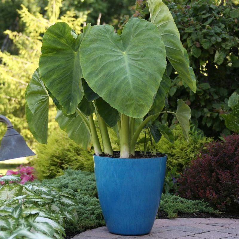 Elephant Ear (Colocasia esculenta)