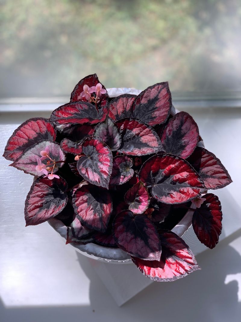 Begonia Rex