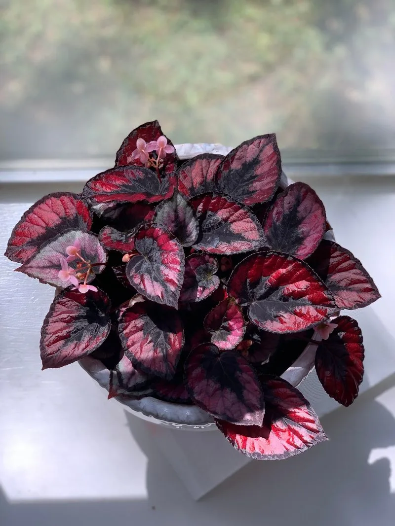 Begonia Rex