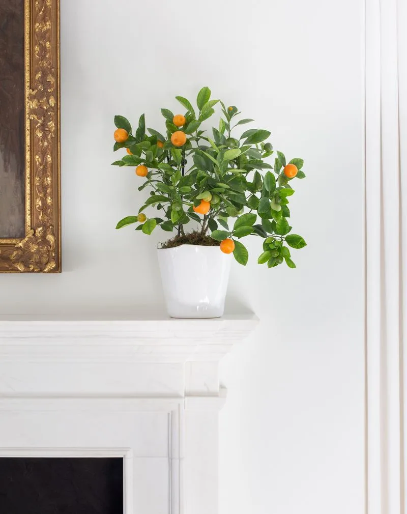 Calamondin Orange Tree