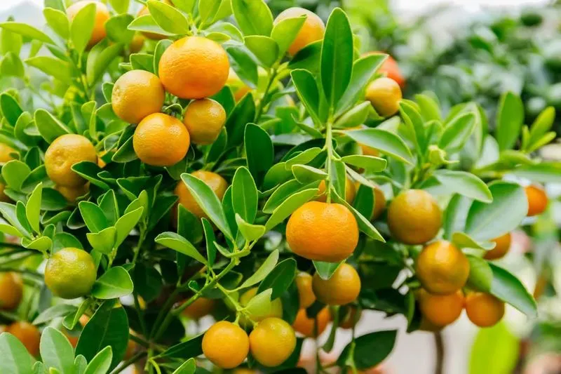 Calamondin Orange
