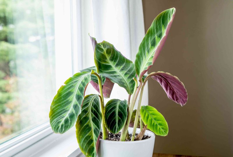 Calathea