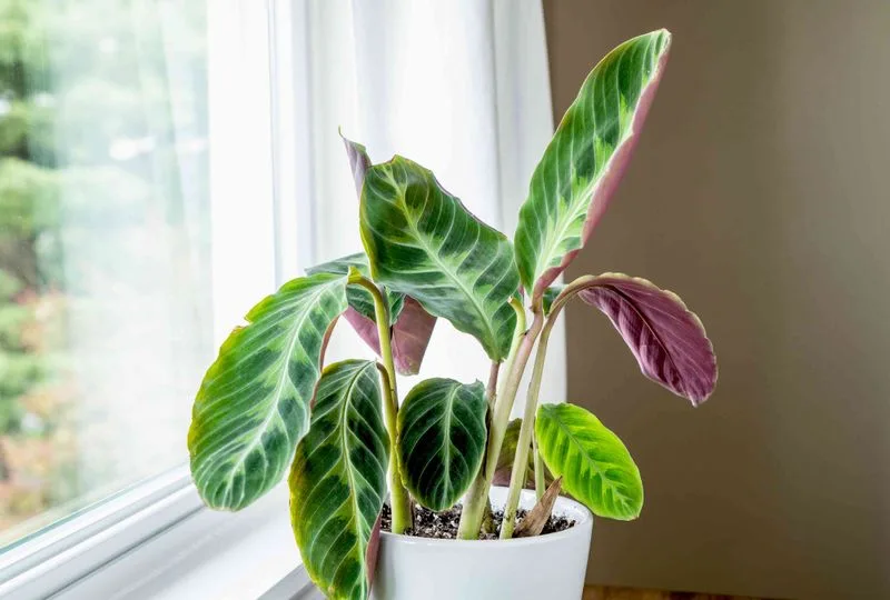 Calathea