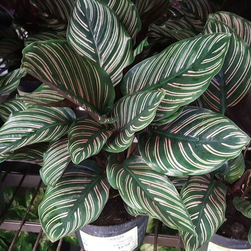 Calathea