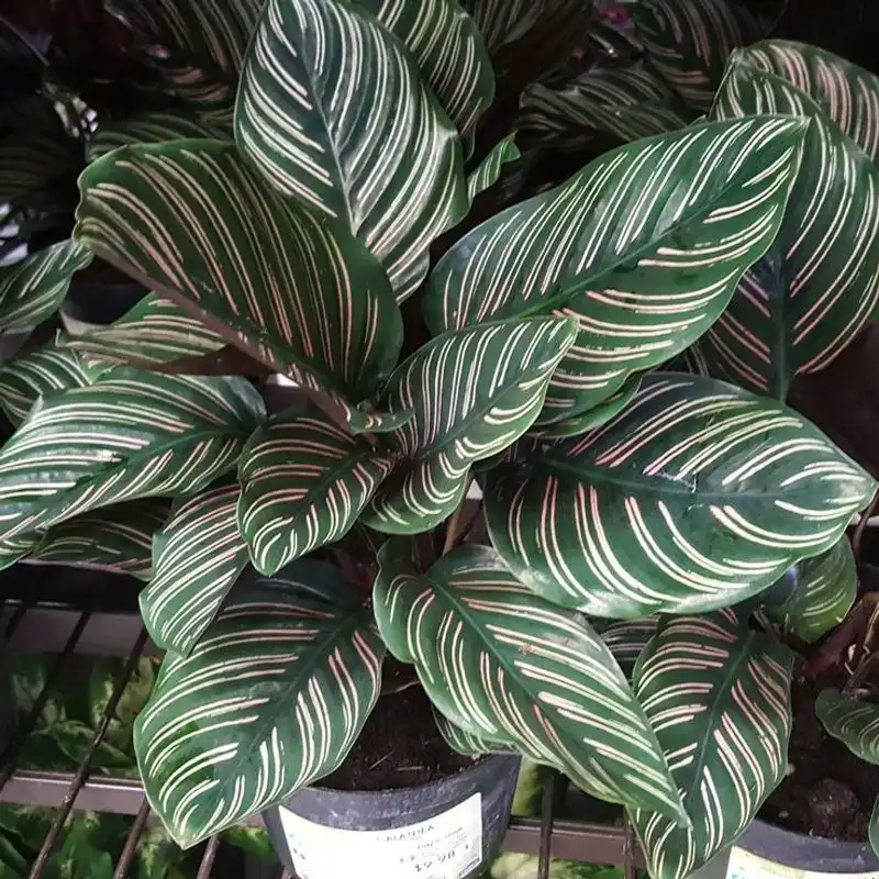 Calathea