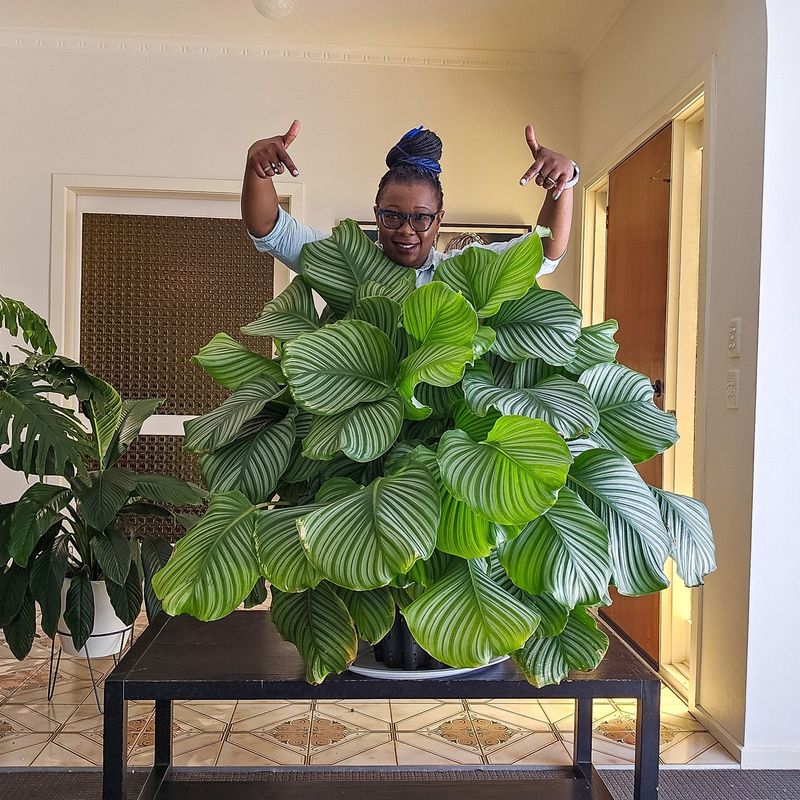 Calathea