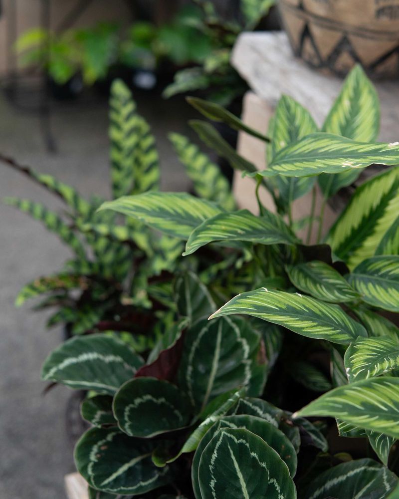 Calathea