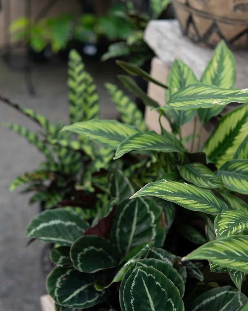 Calathea