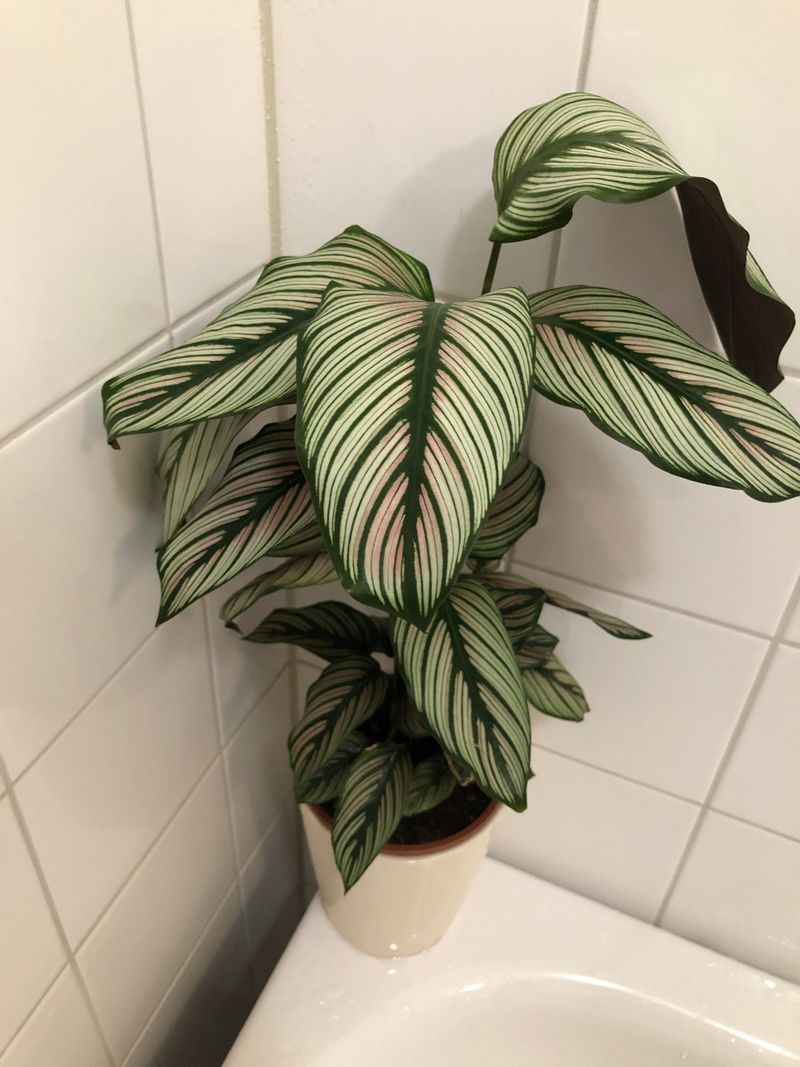Calathea