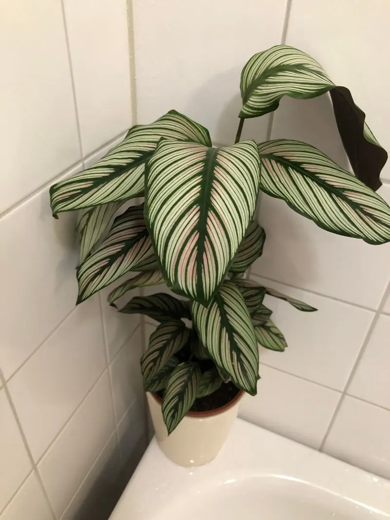 Calathea