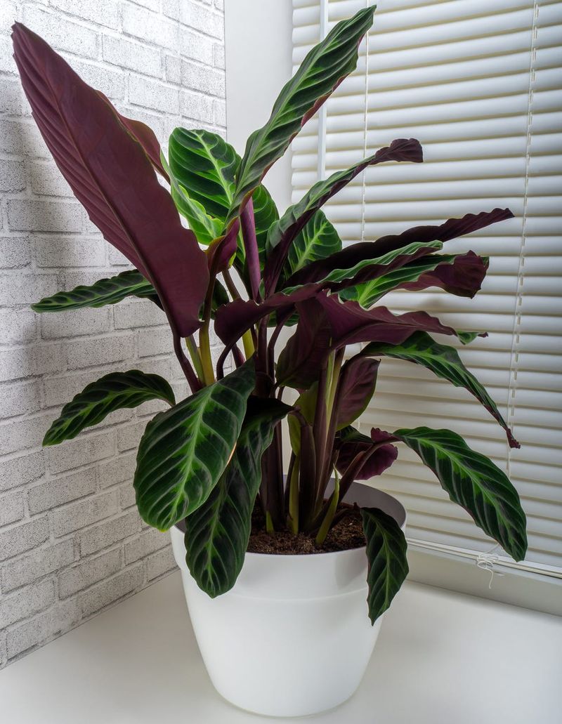 Calathea