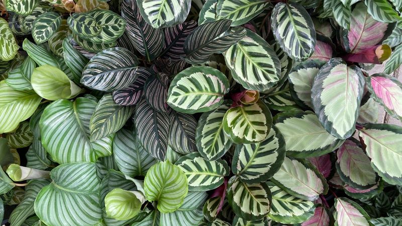 Calathea