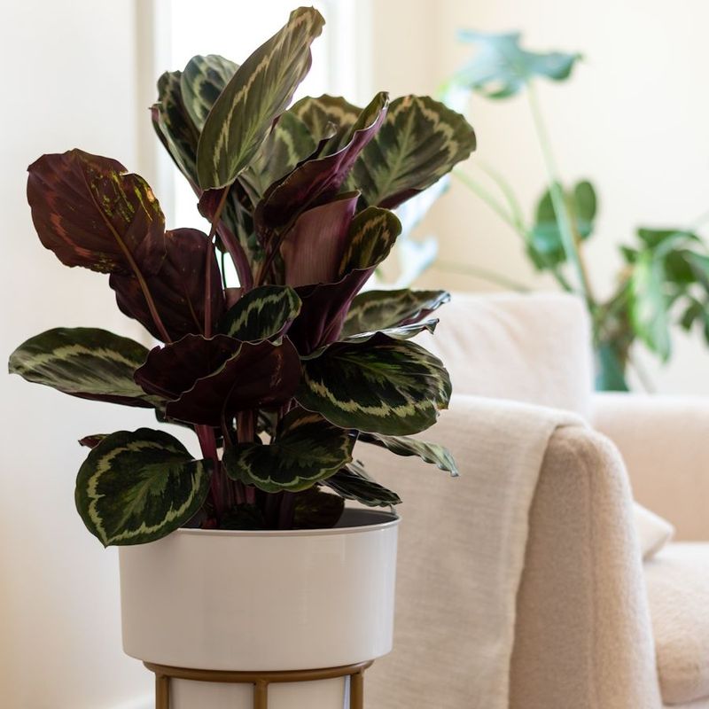 Calathea (Garden Struggle)