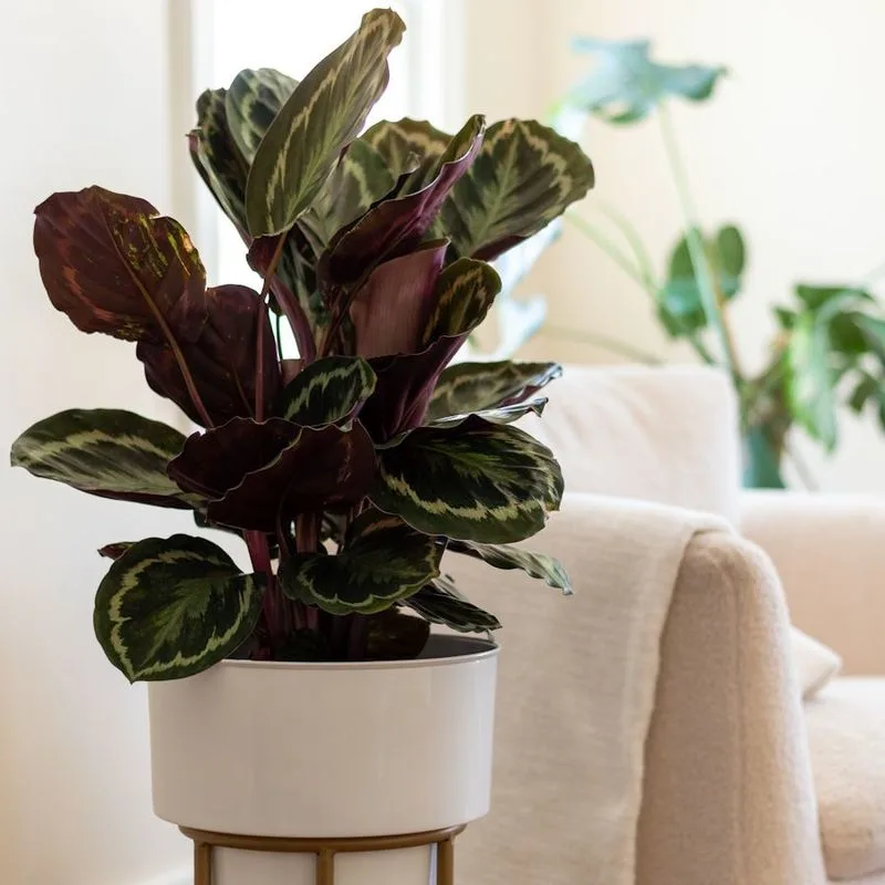 Calathea (Garden Struggle)