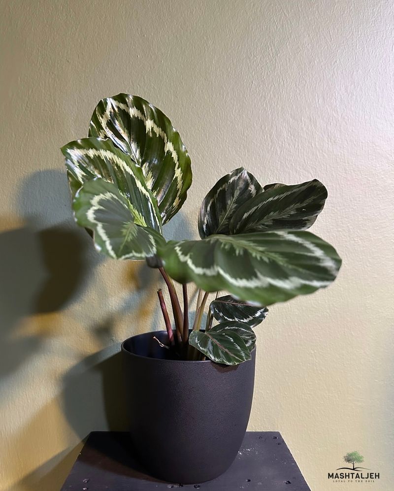 Calathea Medallion