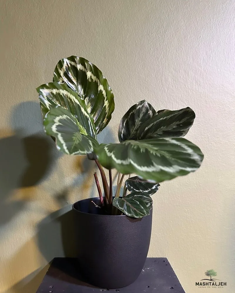 Calathea Medallion