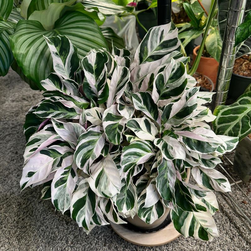 Calathea Medallion
