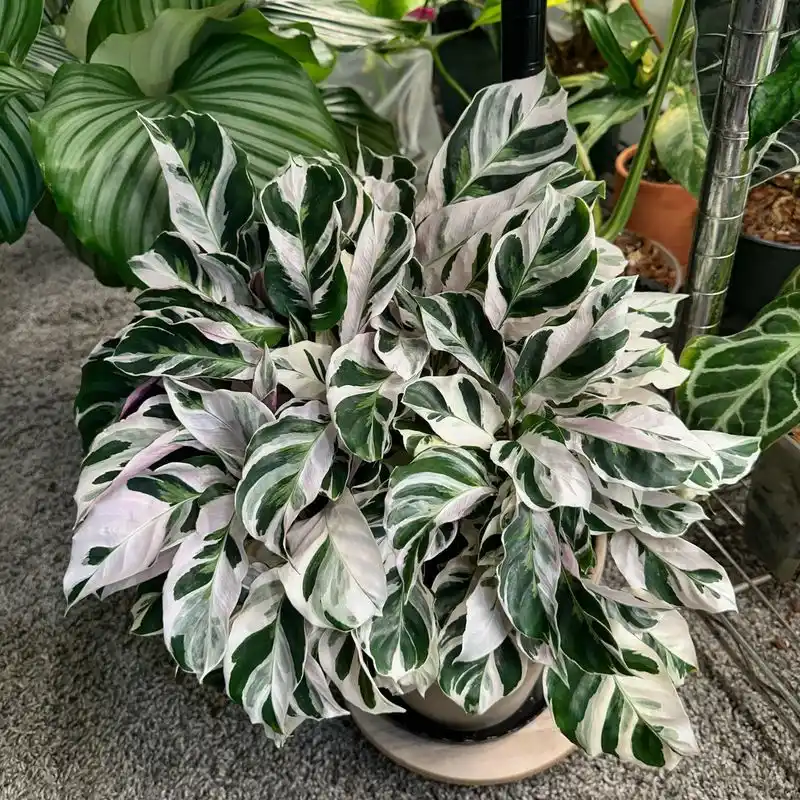 Calathea Medallion