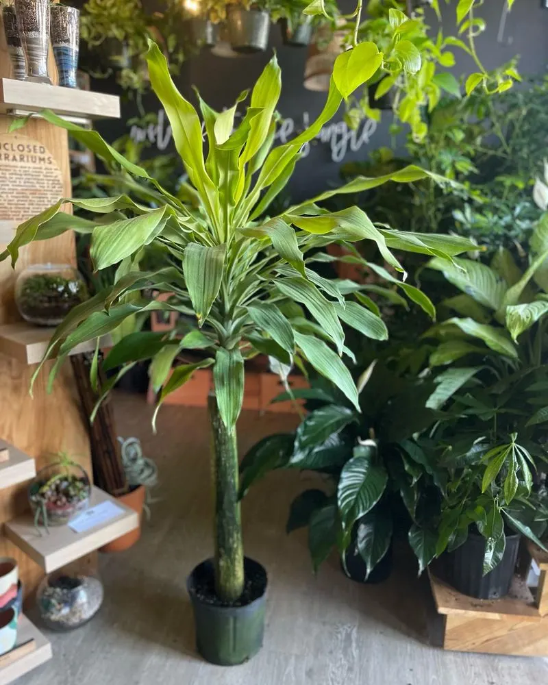 Calathea and Dracaena