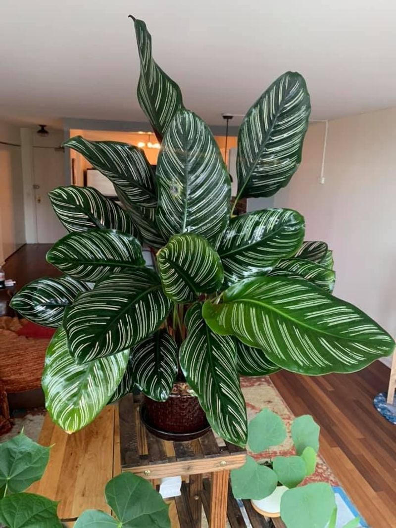 Calathea
