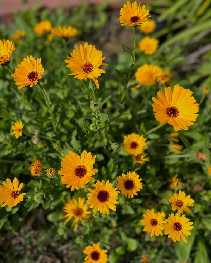 Calendula