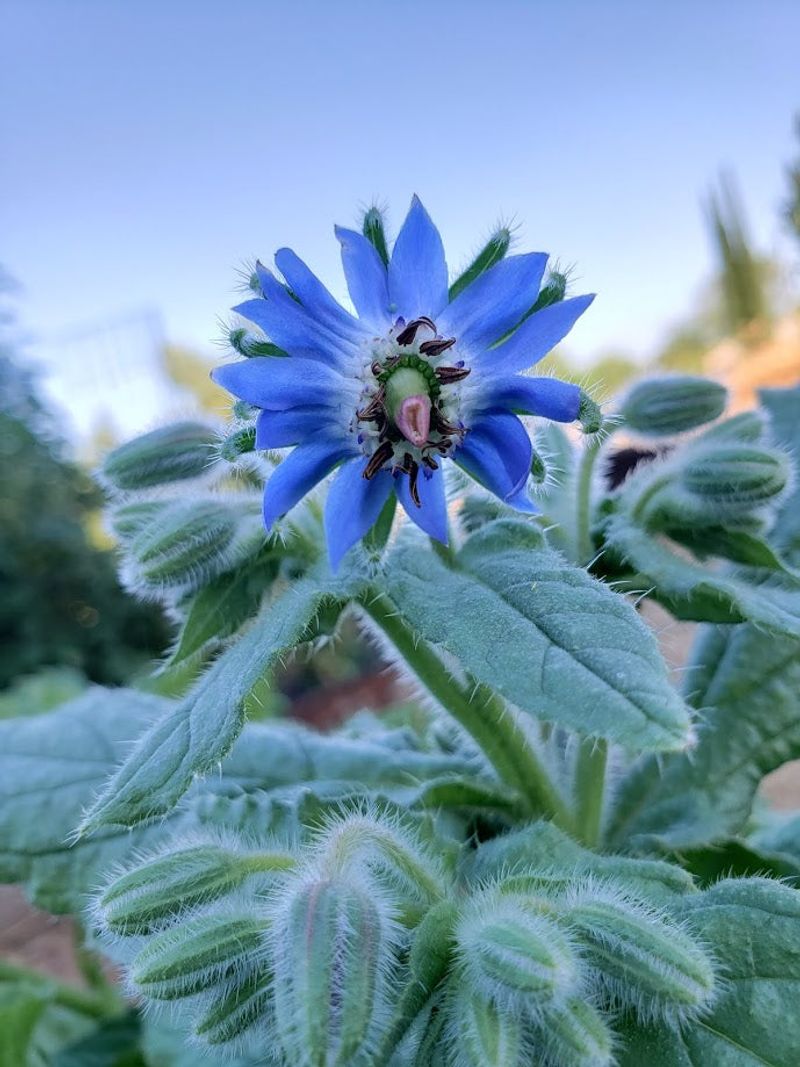 Borage