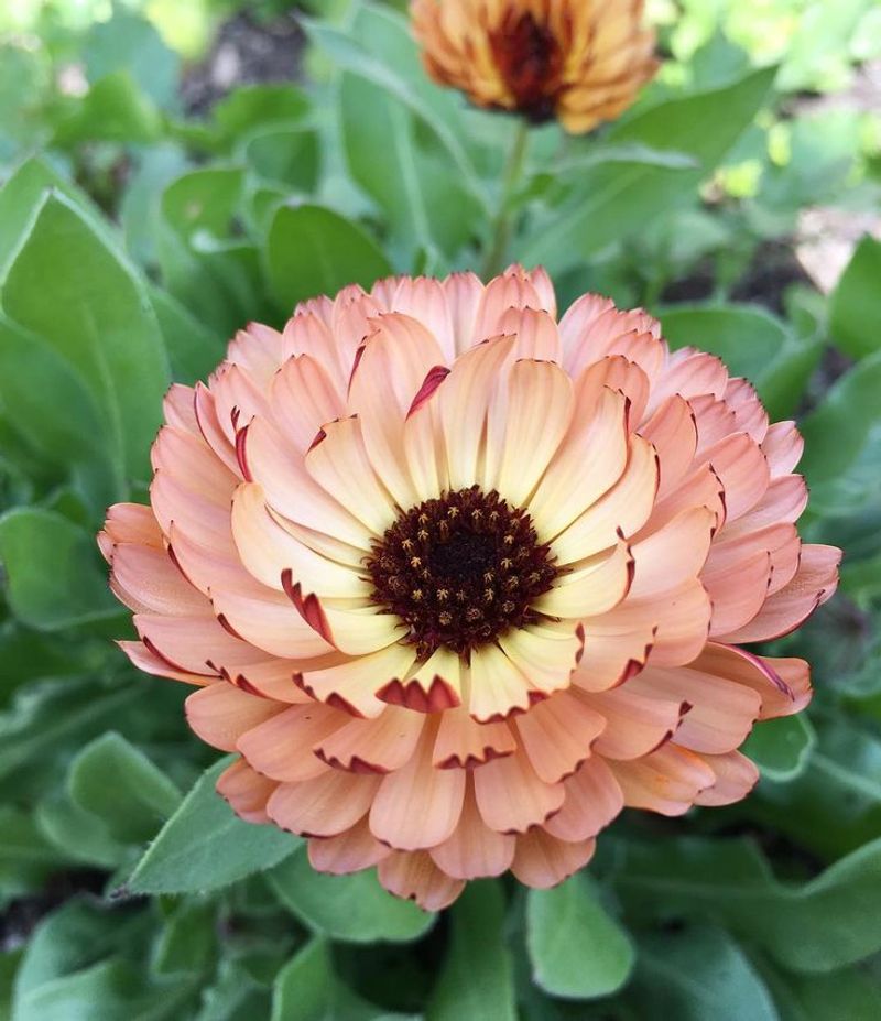 Calendula