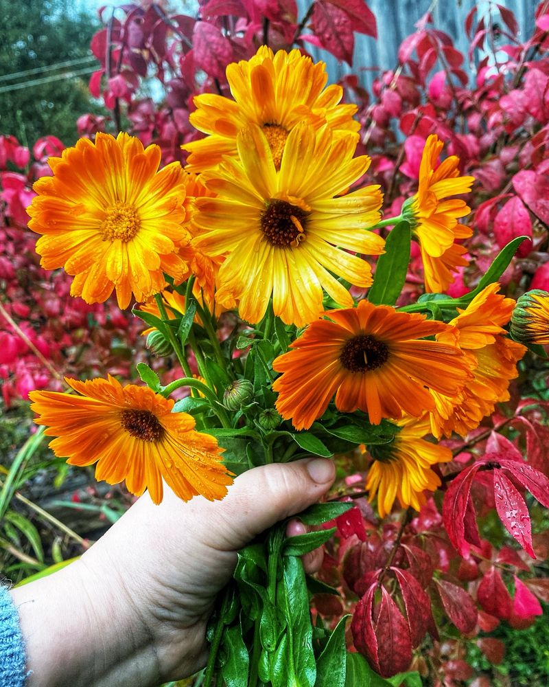 Calendula