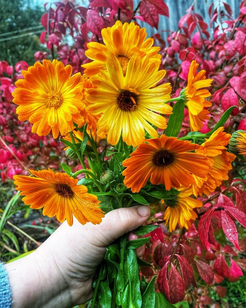 Calendula