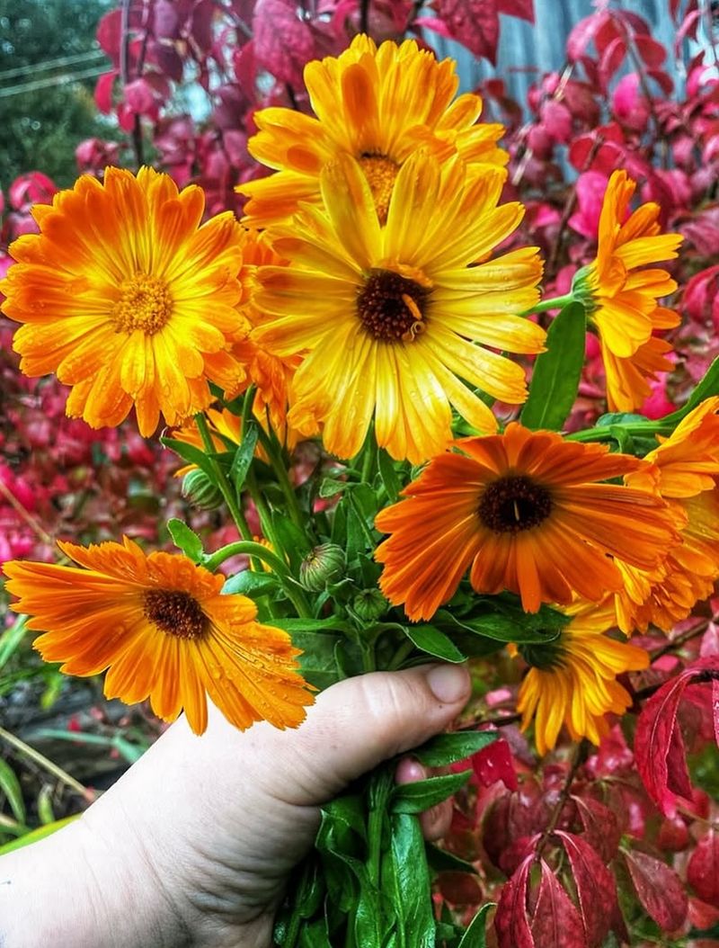 Calendula